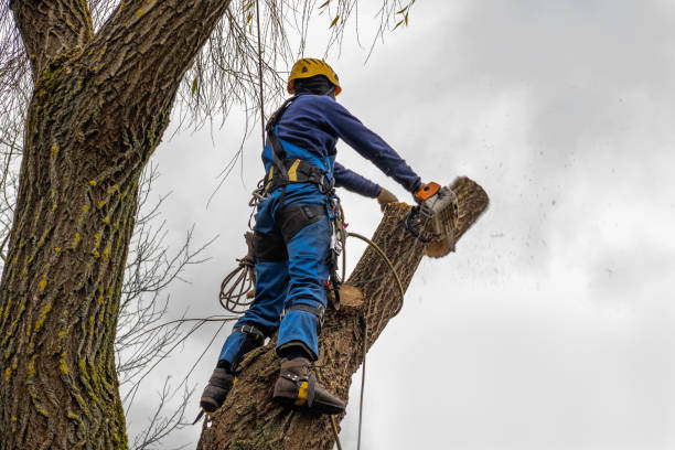 Best Arborist Consultation Services  in USA